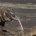 dragon_komodo_hsb_rinca_v_2353_kom4722.jpg